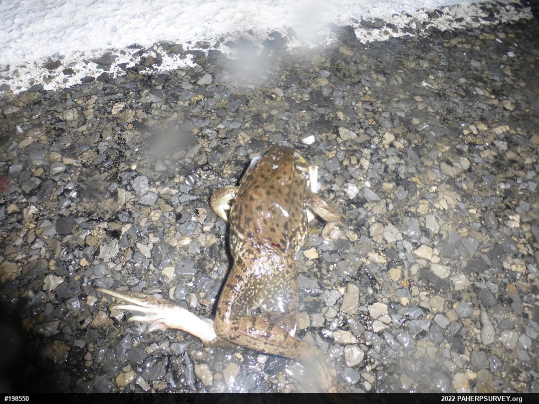 Green Frog