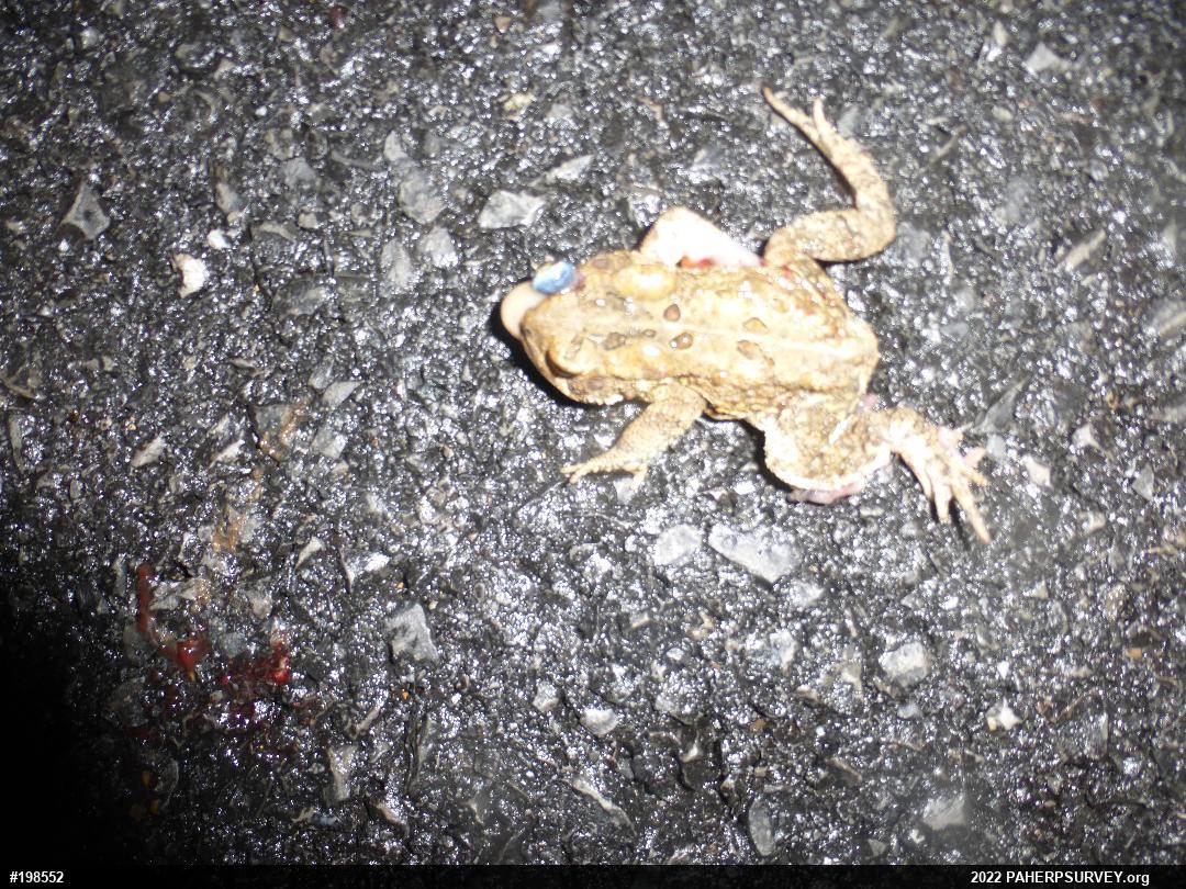 Eastern American Toad