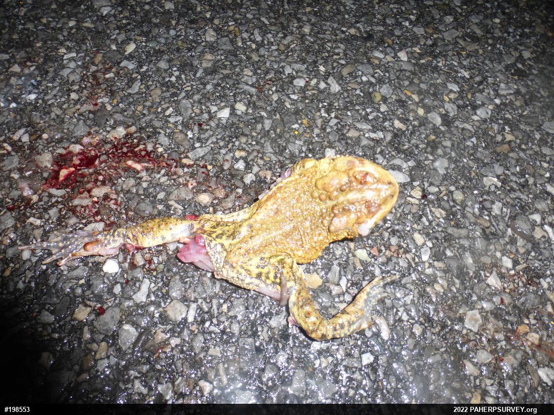 Eastern American Toad