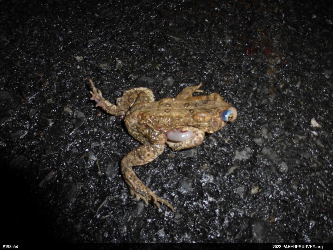 Eastern American Toad