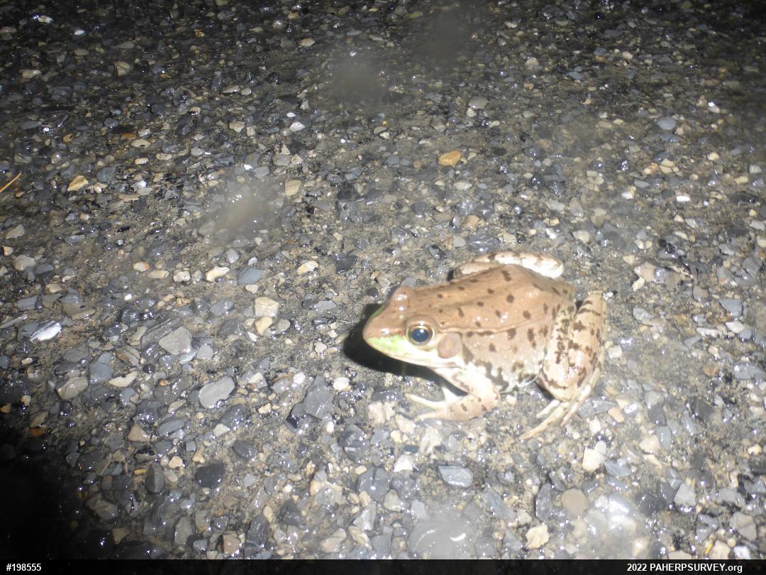 Green Frog