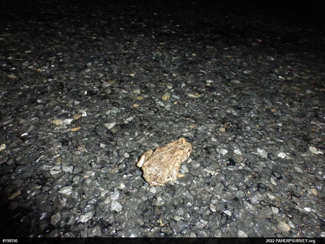 Eastern American Toad