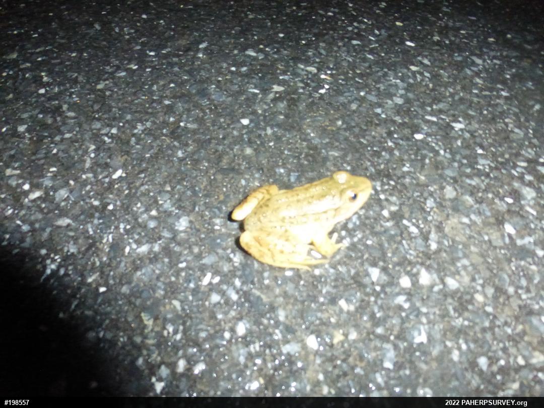 Green Frog