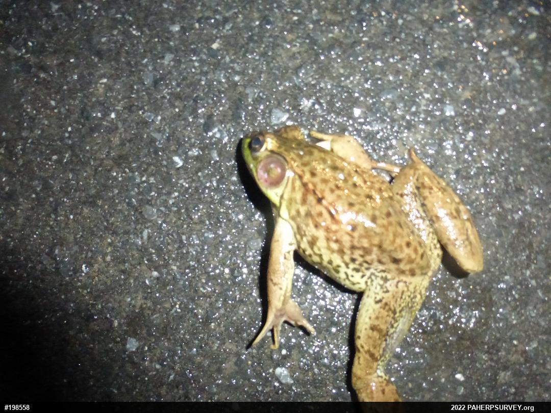 Green Frog