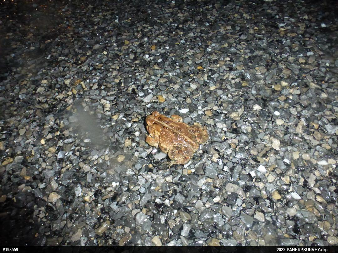 Eastern American Toad