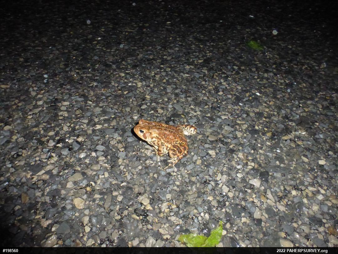Eastern American Toad