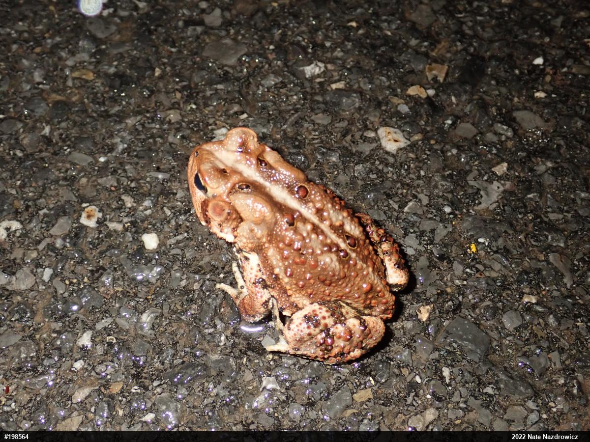 Eastern American Toad