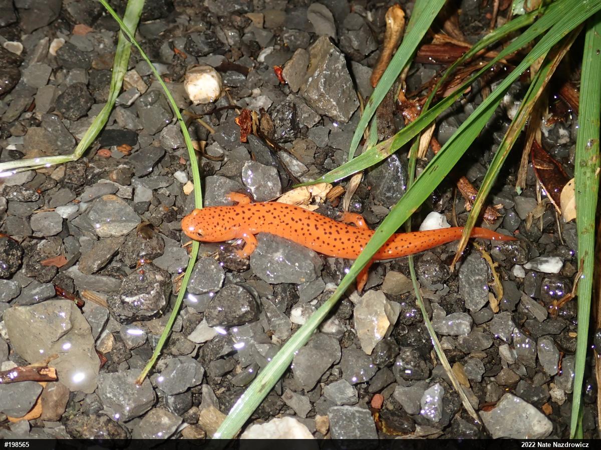 Northern Red Salamander