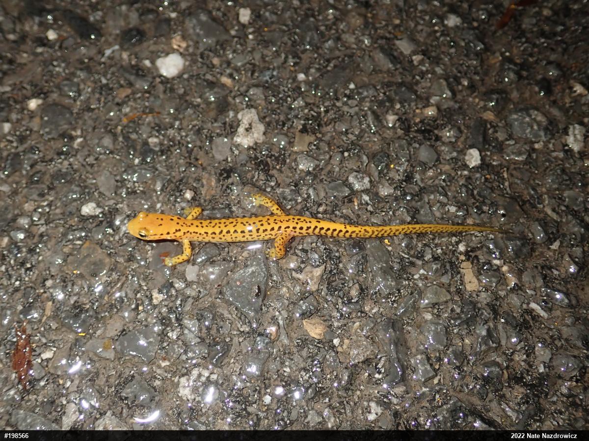 Eastern Long-tailed Salamander