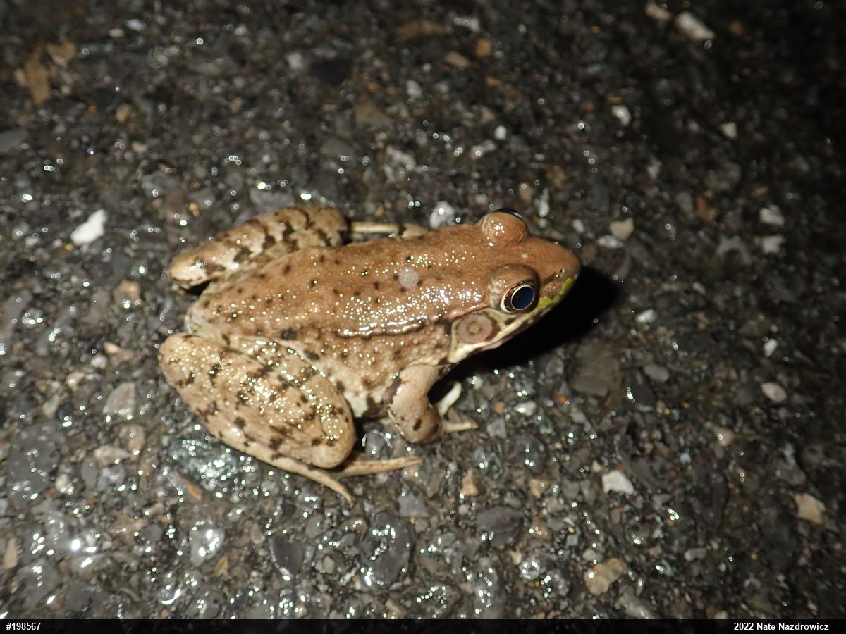 Green Frog