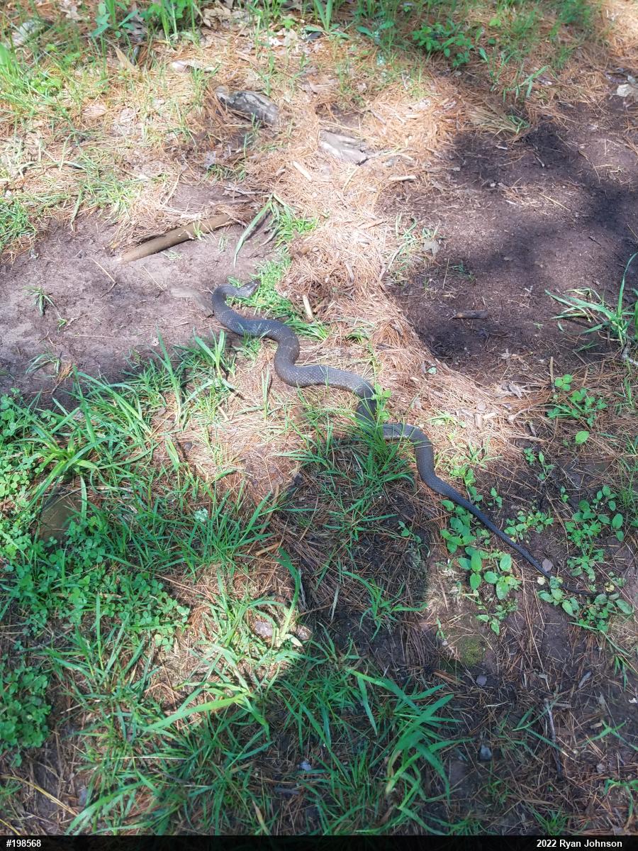 Northern Watersnake