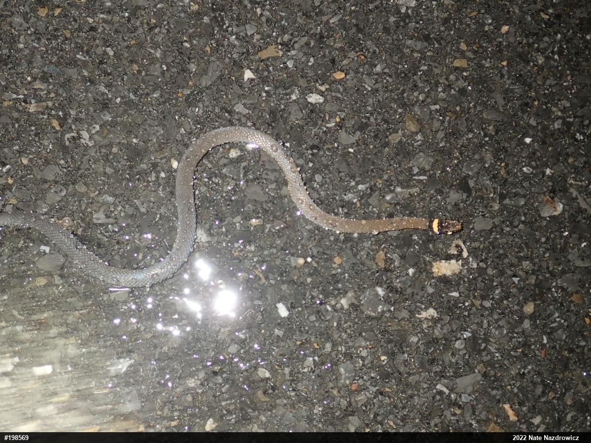 Northern Ring-necked Snake
