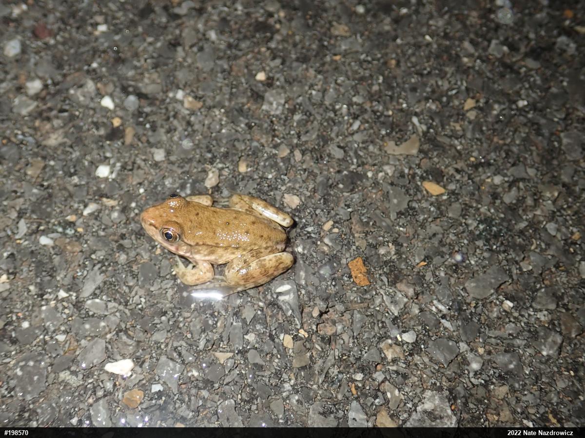 Green Frog