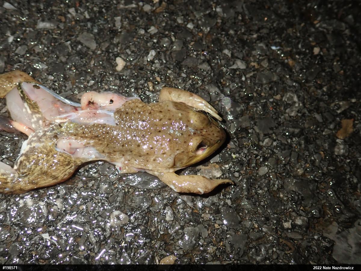 American Bullfrog