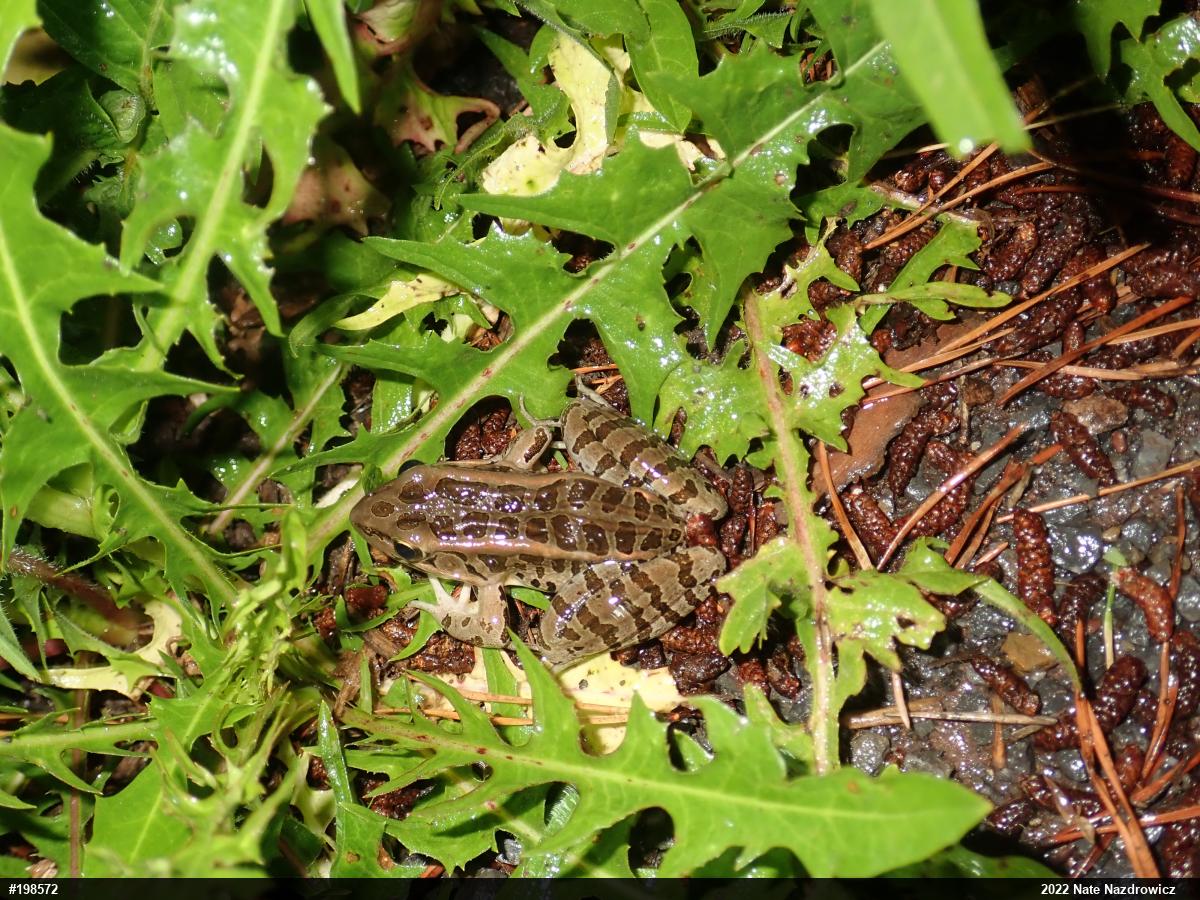 Pickerel Frog
