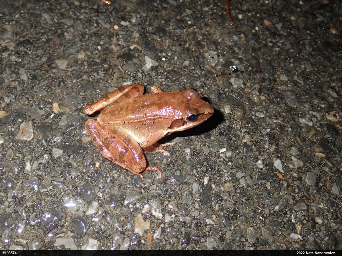 Wood Frog