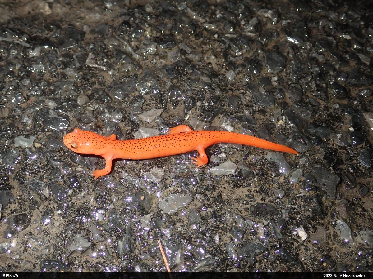 Northern Red Salamander