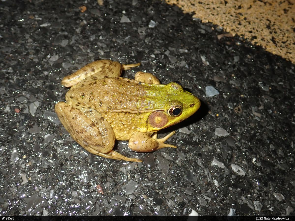 Green Frog