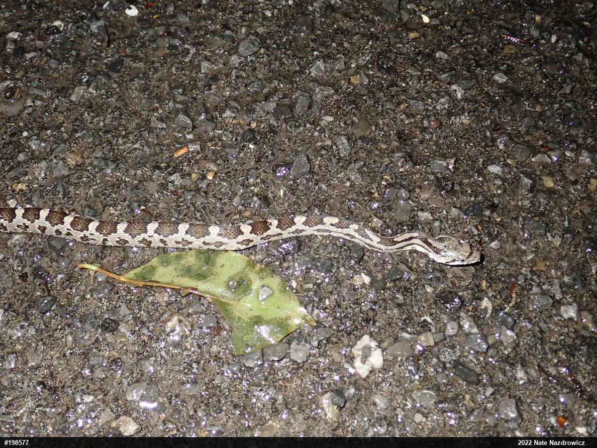 Eastern Ratsnake