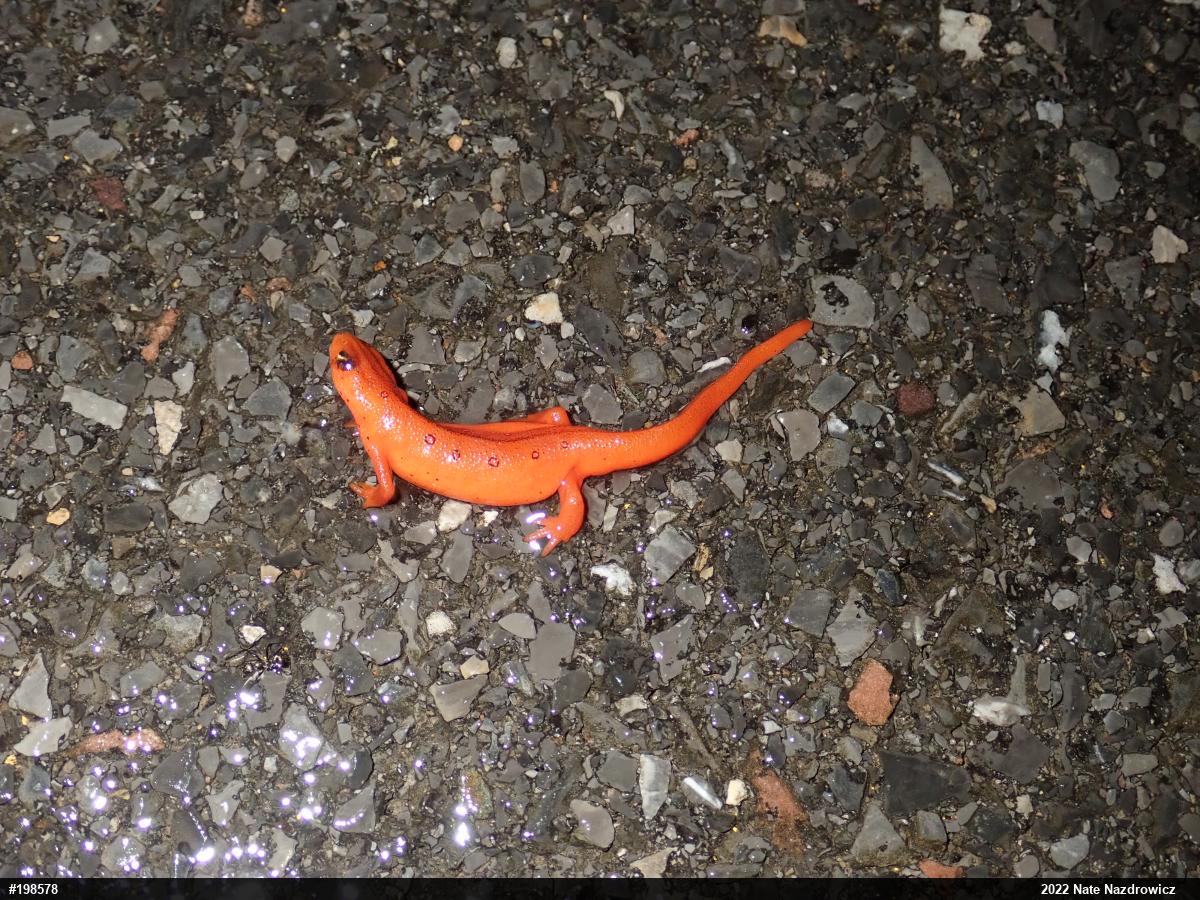 Red-spotted Newt