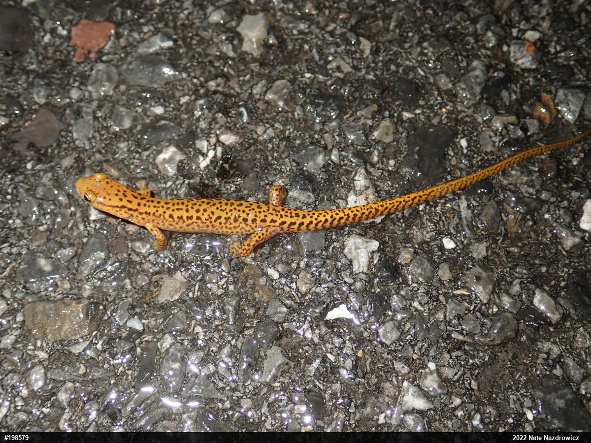 Eastern Long-tailed Salamander