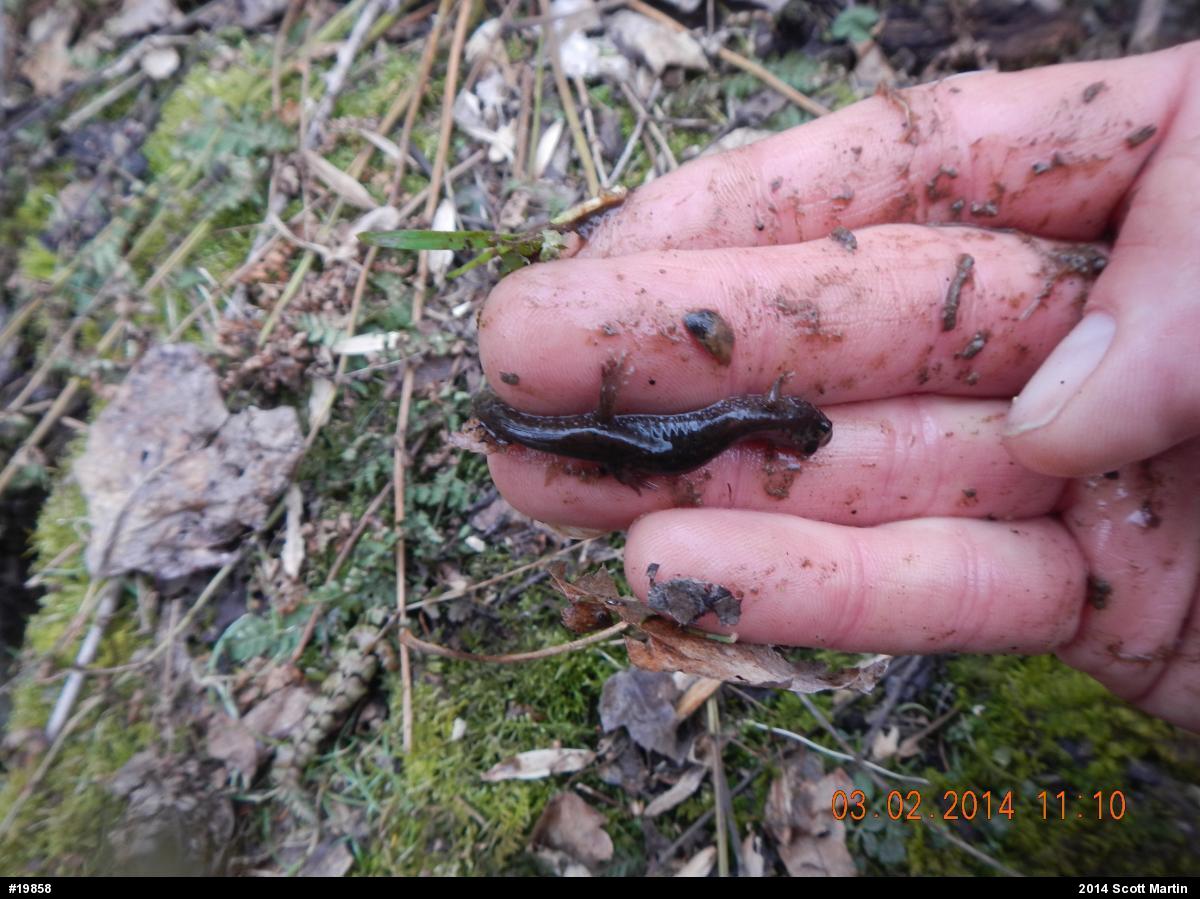 Northern Dusky Salamander