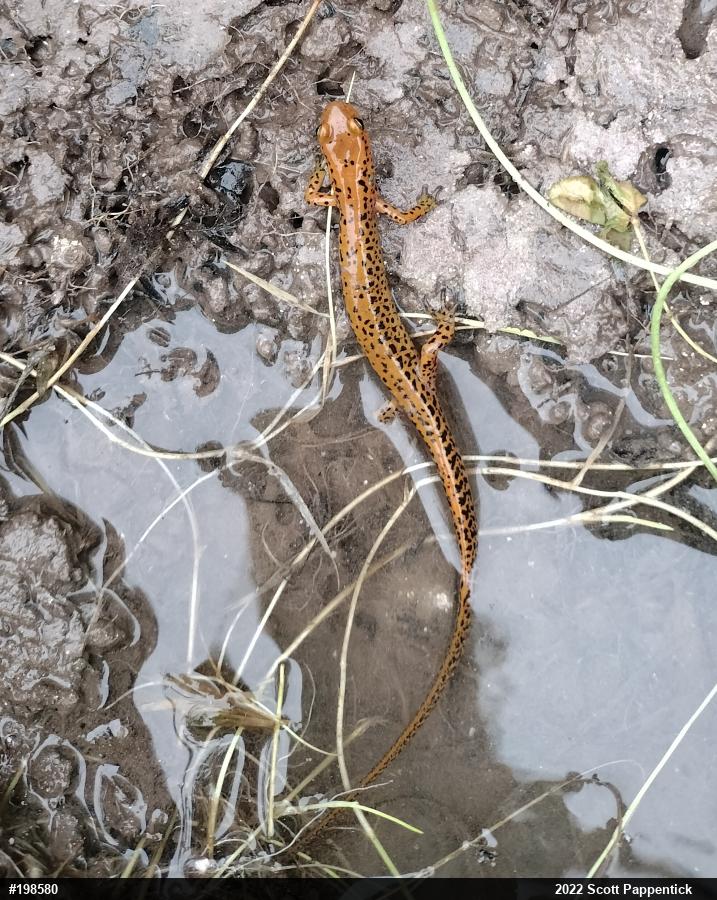 Eastern Long-tailed Salamander