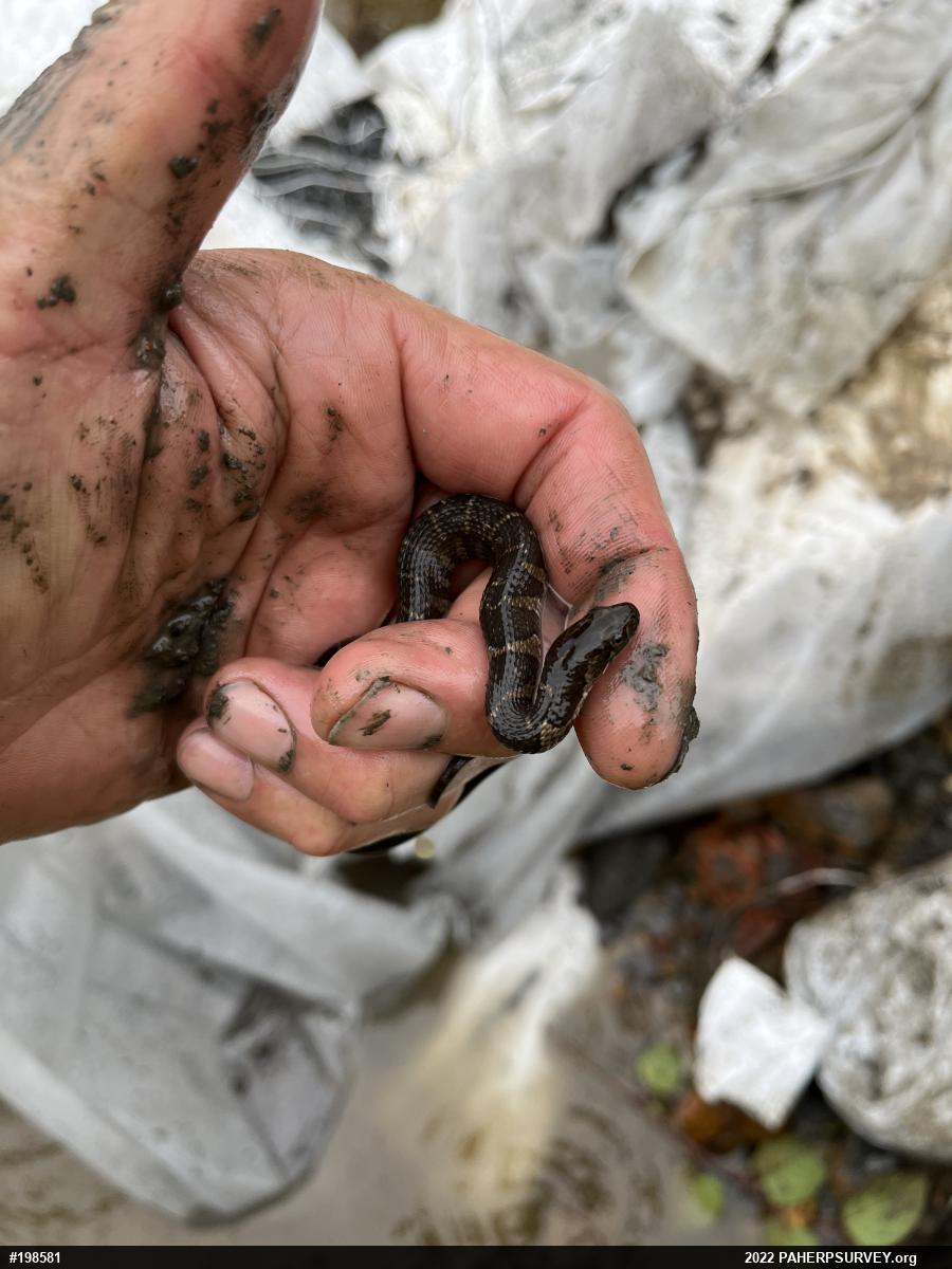 Northern Watersnake