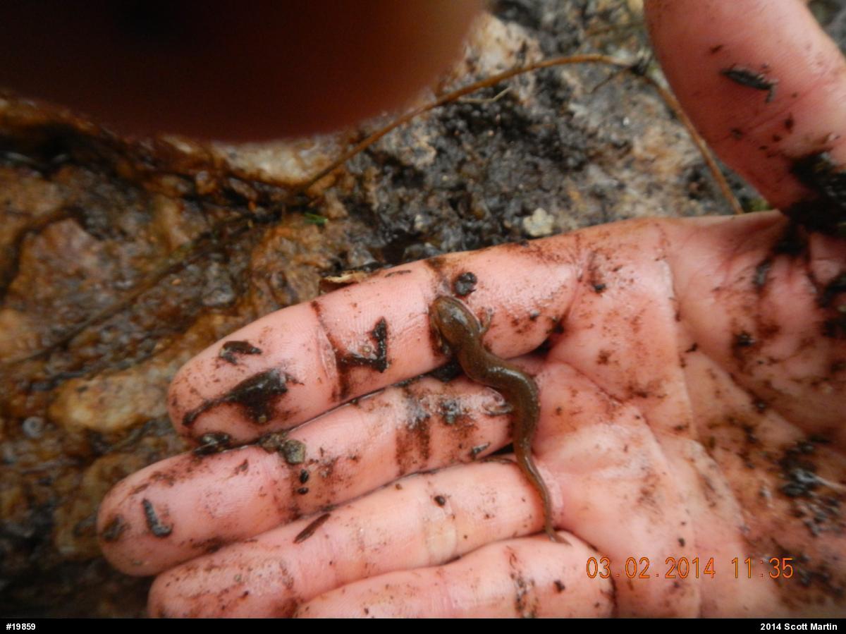 Northern Red Salamander
