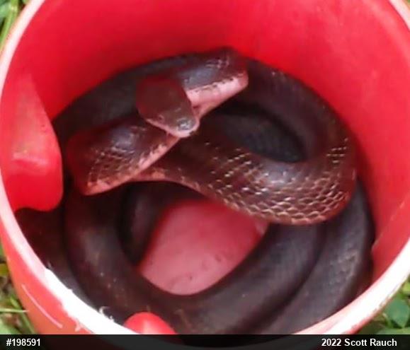 Eastern Ratsnake