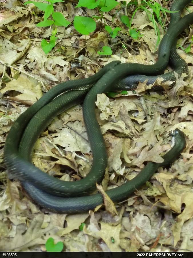 Eastern Ratsnake
