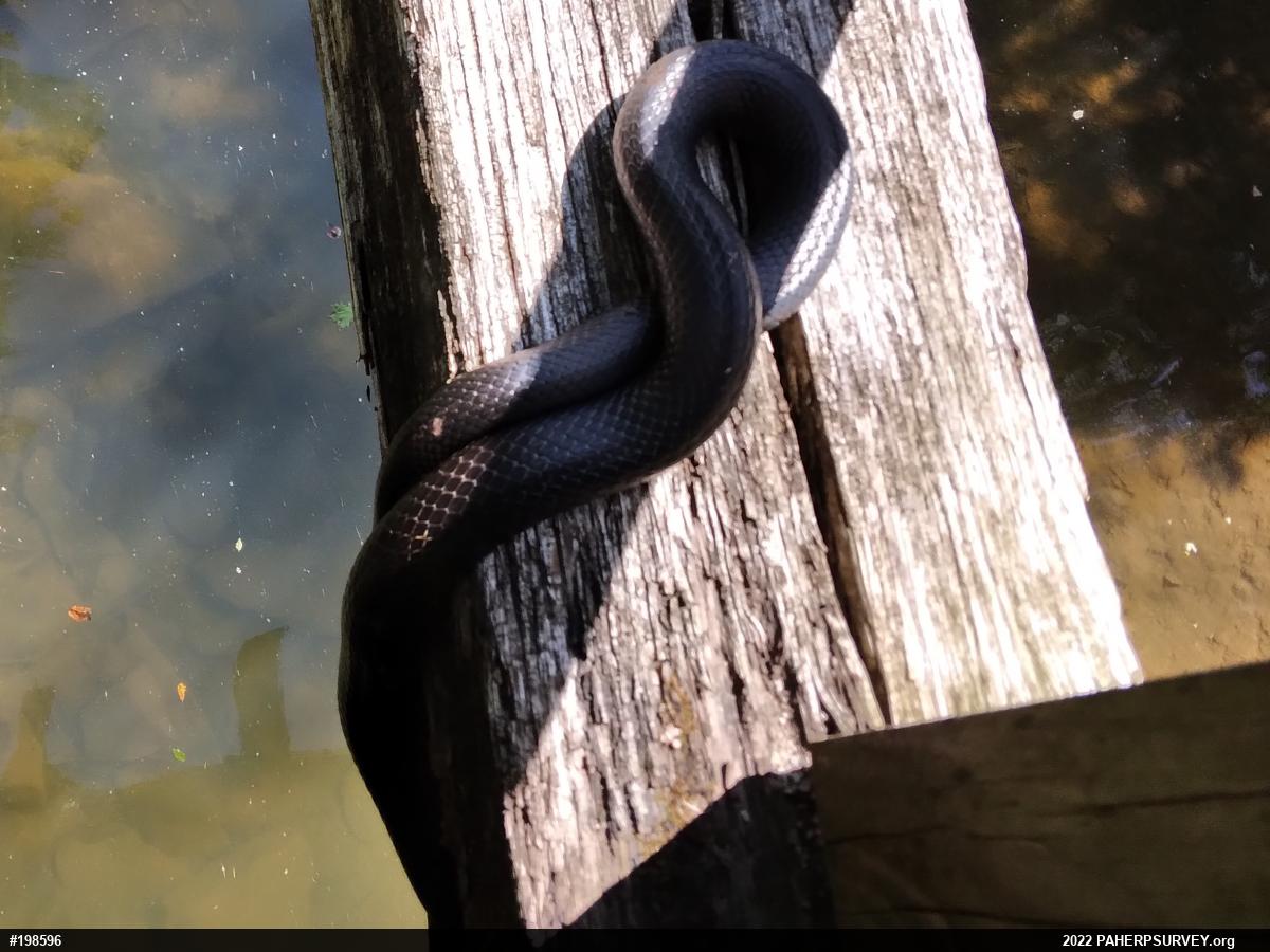 Eastern Ratsnake