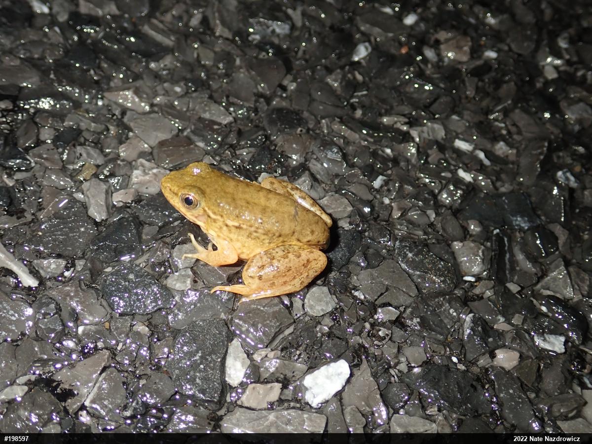 Green Frog