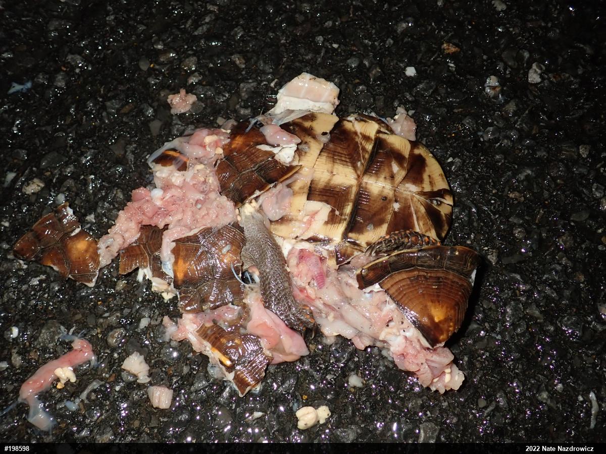 Eastern Box Turtle