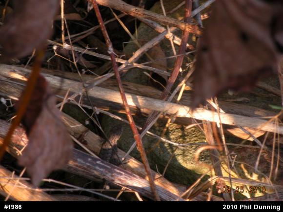 Eastern Fence Lizard