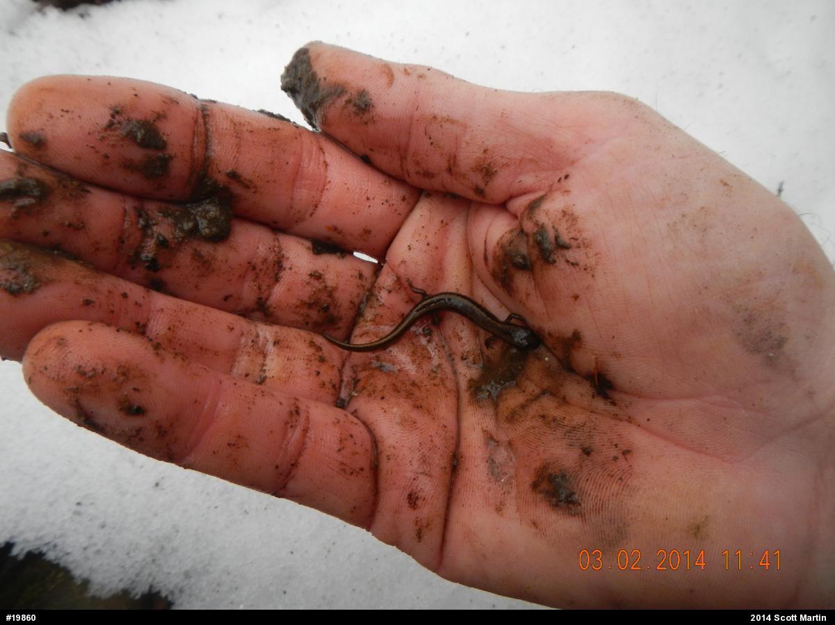 Northern Two-lined Salamander