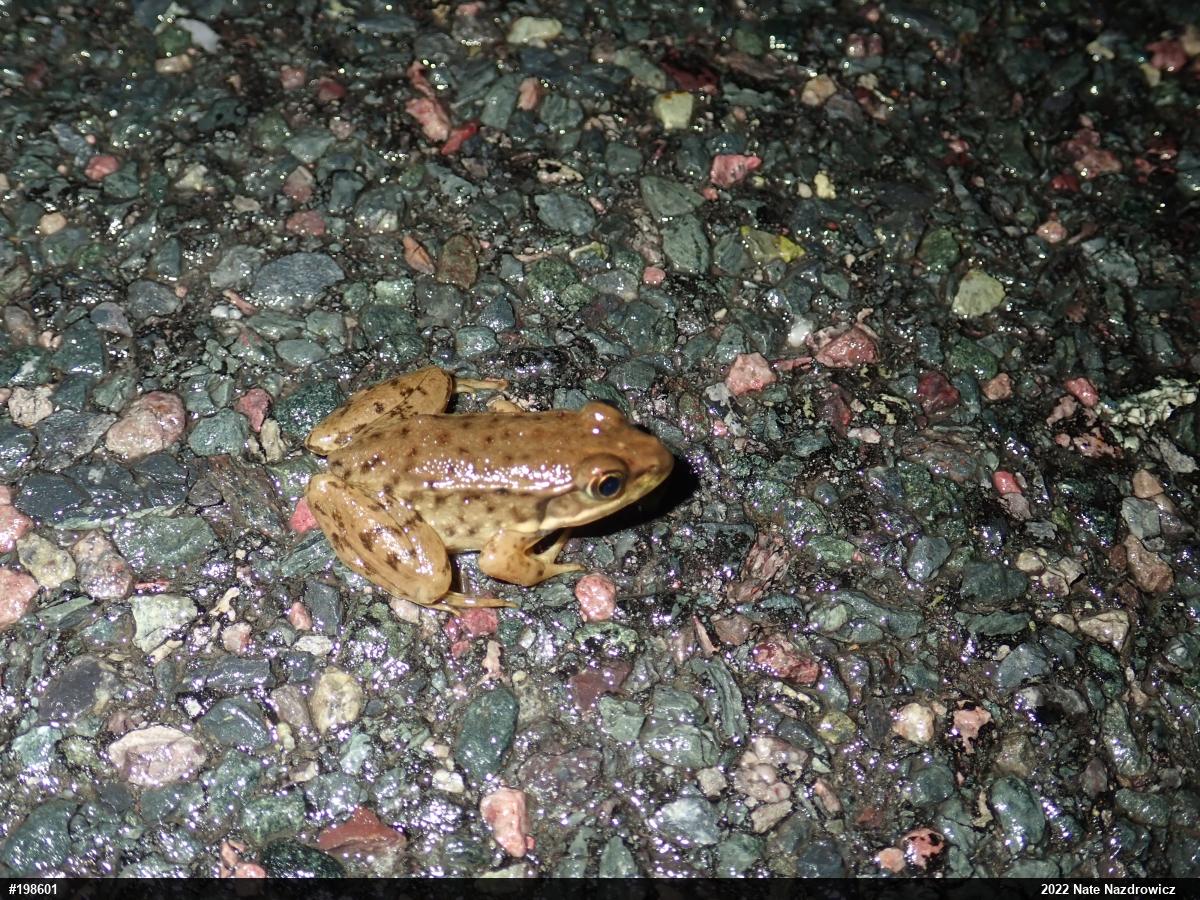 Green Frog