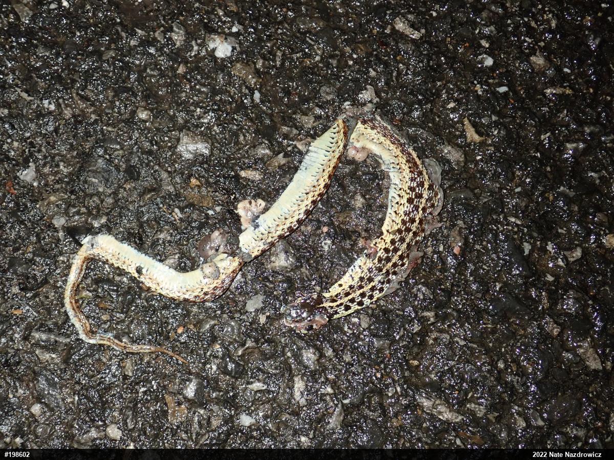 Eastern Gartersnake
