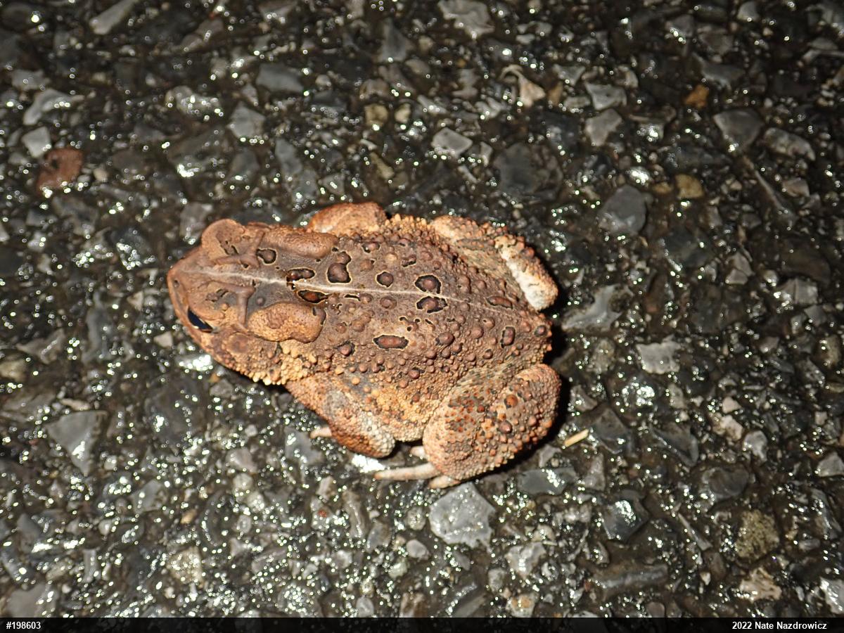 Eastern American Toad