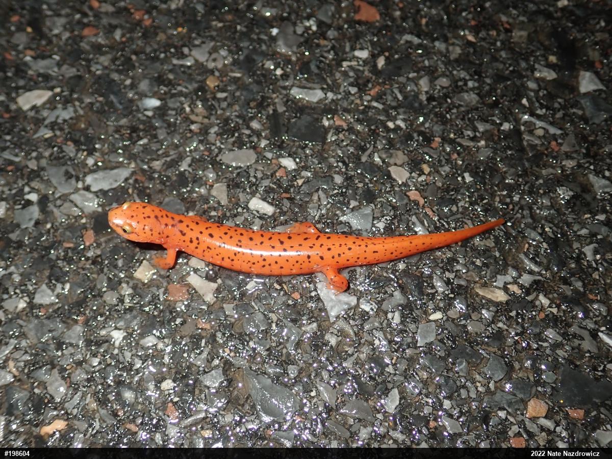 Northern Red Salamander