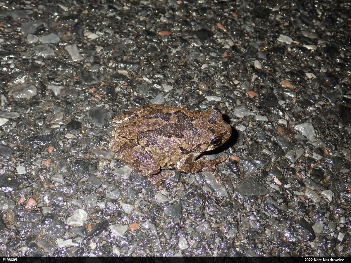 Unknown Gray Treefrog