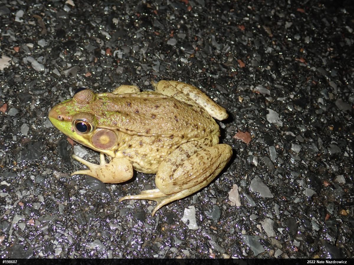 Green Frog