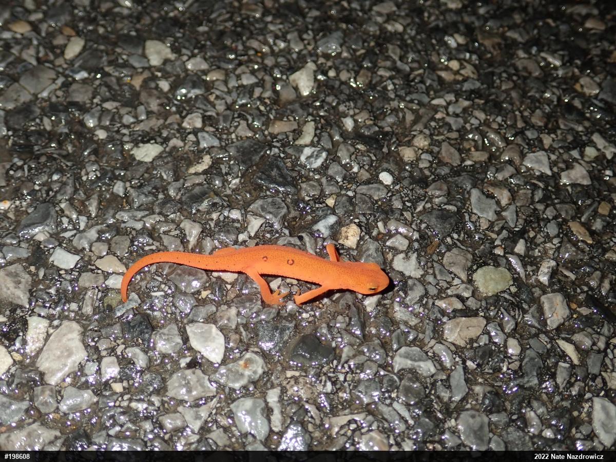 Red-spotted Newt