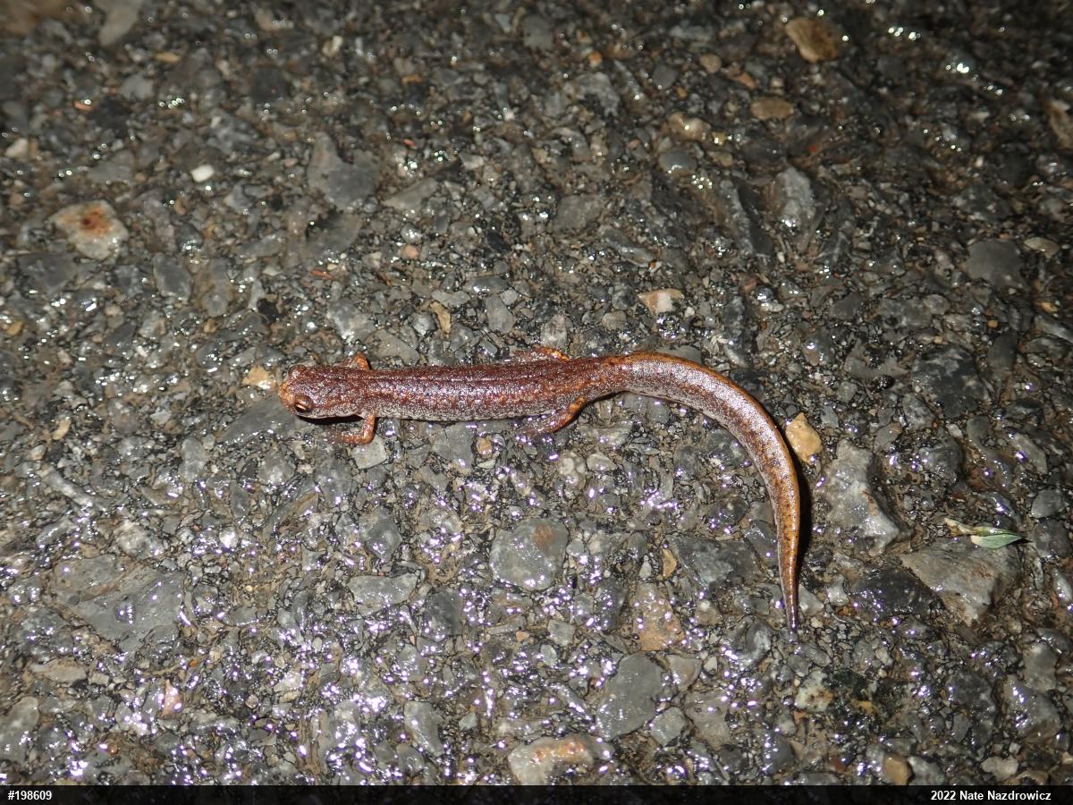 Four-toed Salamander