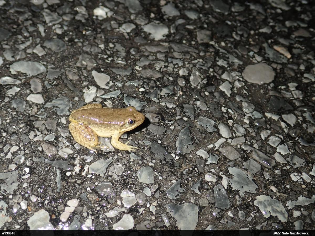 Green Frog