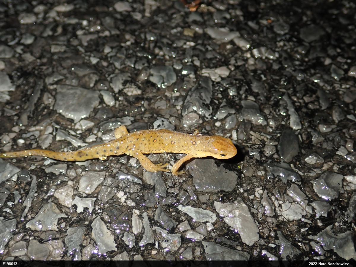 Red-spotted Newt
