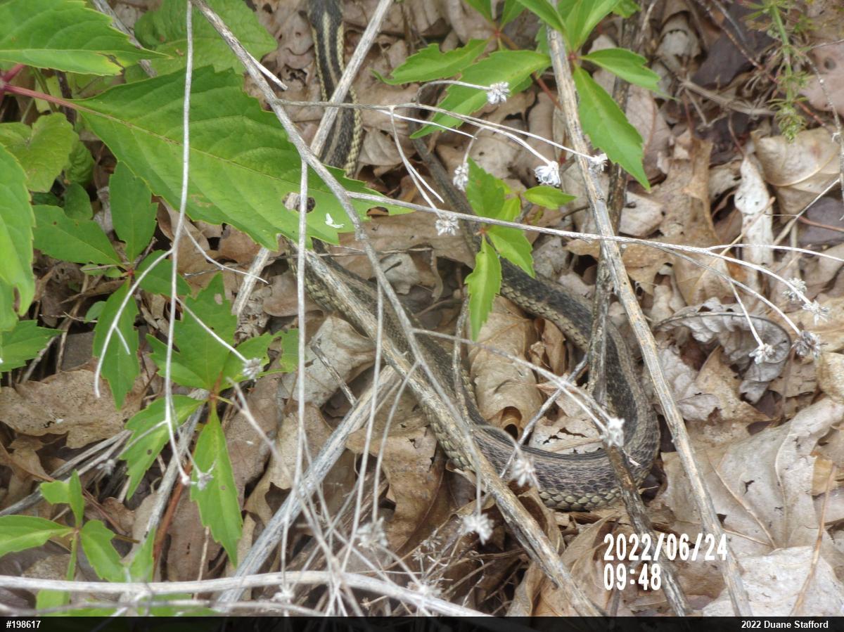 Eastern Gartersnake