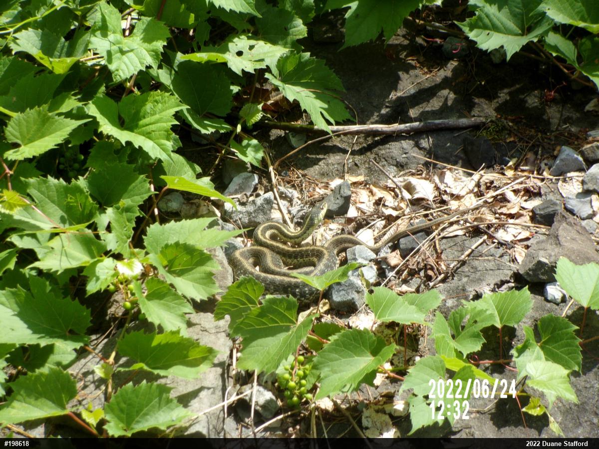Eastern Gartersnake