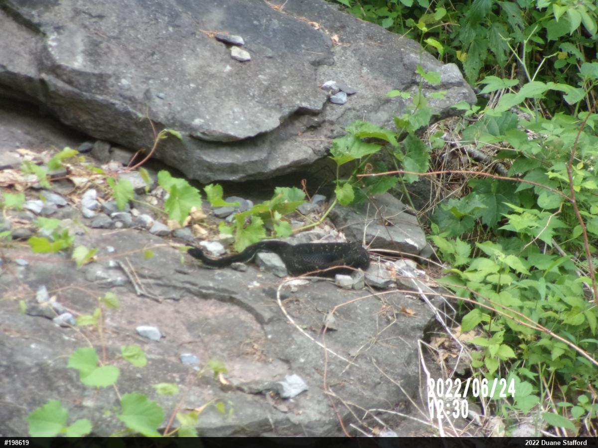 Timber Rattlesnake