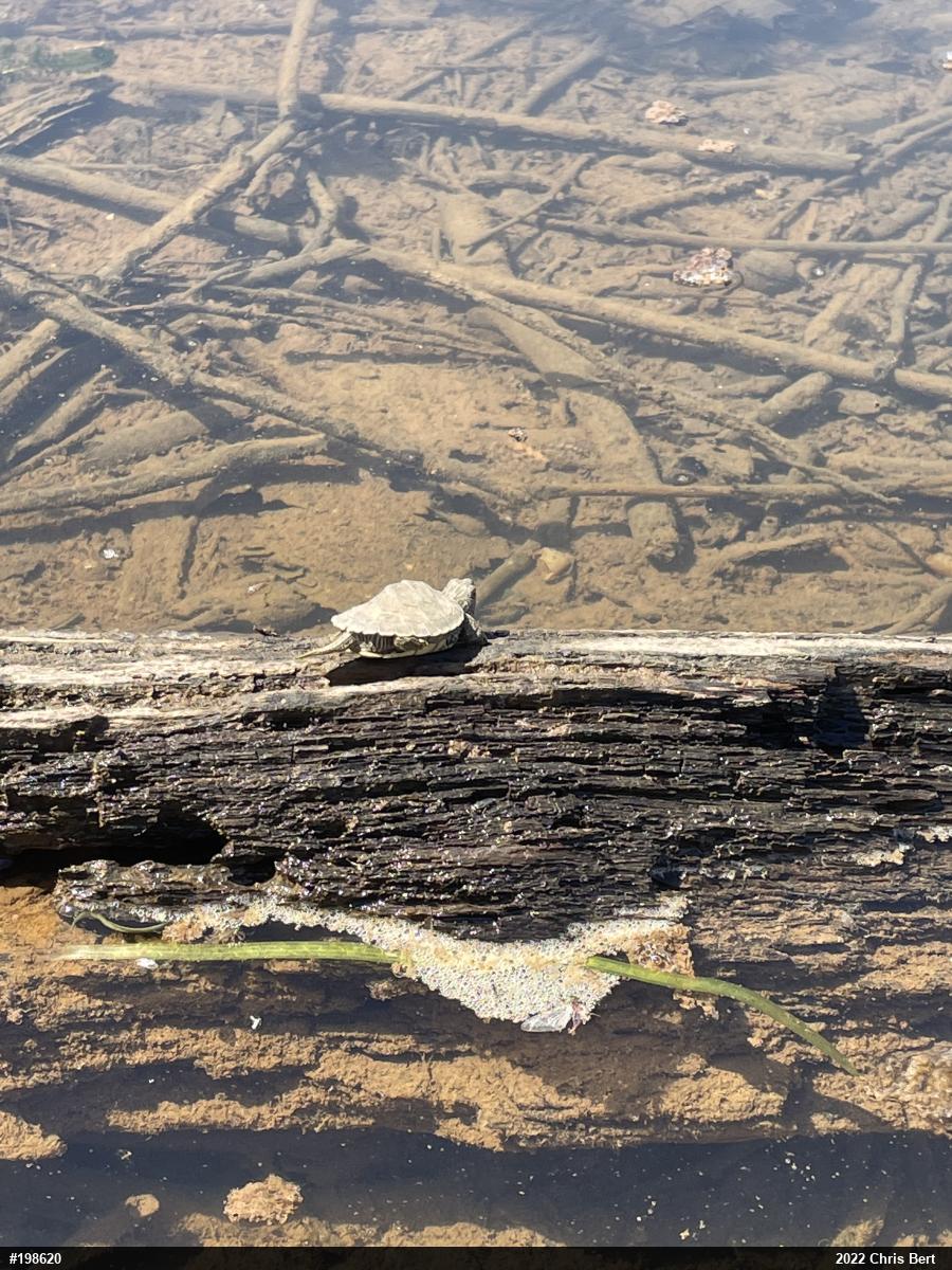 Northern Map Turtle